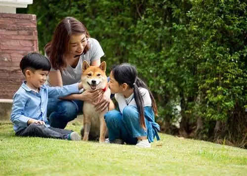 chien shiba inu présenté aux enfants