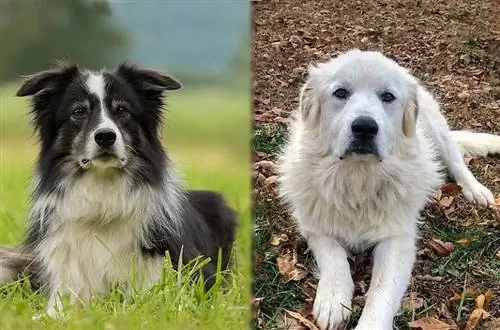 Cov niam txiv ntawm ciam teb Collie Pyrenees Mixed Breed