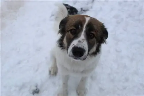 anak anjing border collie pyrenees dalam salji