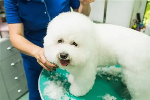 bichon frisé dans un salon de toilettage