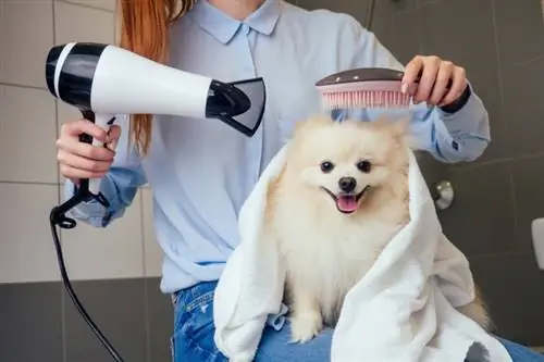 babaeng gumagamit ng blow dryer sa kanyang aso