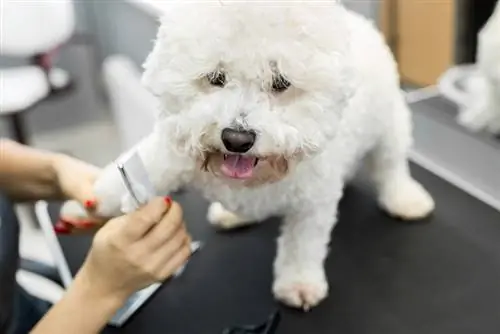 Toilettage du bichon frisé : 16 conseils importants