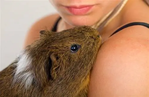 coccole femminili con cavia