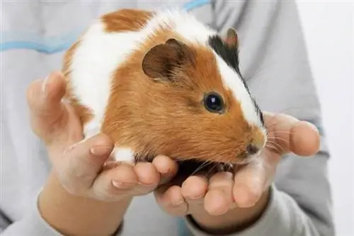 mani che tengono la cavia