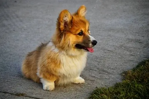 Teekoppie corgi sit in die oprit