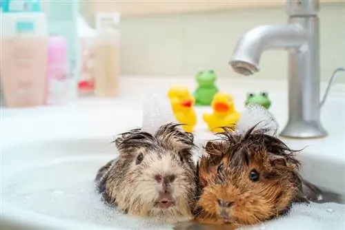 zwei Meerschweinchen beim Baden