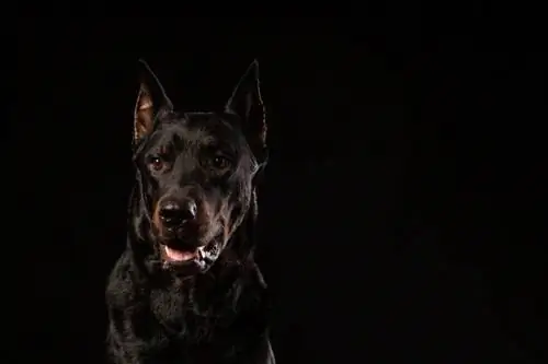 Black Doberman: Fakte, Histori & Origjina (Me foto)