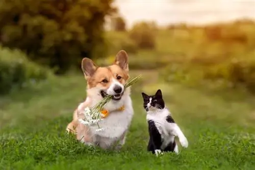 Un corgi con flores en la boca y un gato caminando