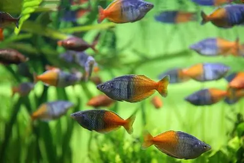 Boesemani Regenboogvissen in een aquarium