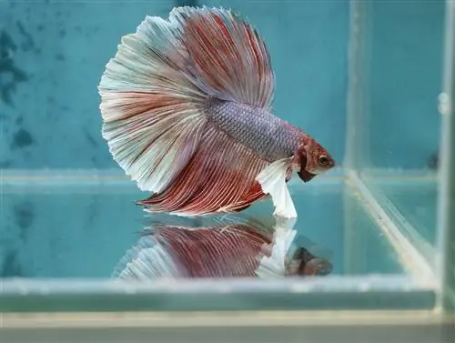 lavender half moon betta