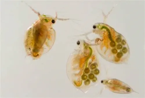 daphnia - pulgas ng tubig