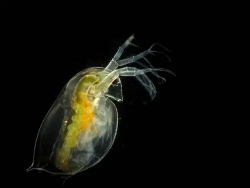 Hoe om Daphnia vir jou akwarium te kweek? 11 maklike stappe