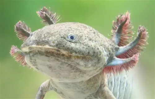 Kā uzturēt Axolotl tvertni vēsu: 8 drošas & efektīvas metodes