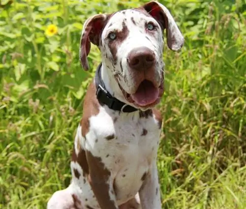 cachorro de gran danés sentado en la hierba