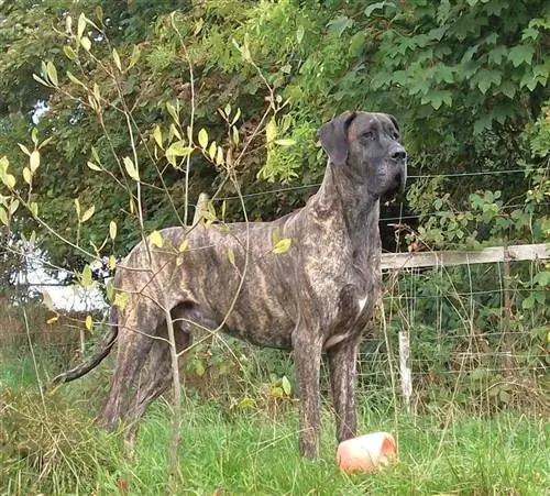 Duffy brindle tanskandoggi