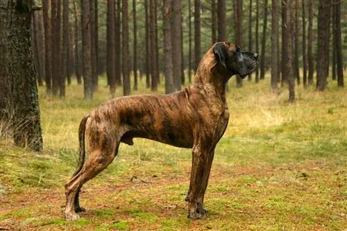 Brindle Great Dane: Opprinnelse, fakta & Historie (med bilder)