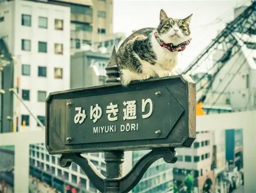 Pusa sa Japan