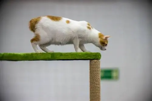 Japannese bobtail op platform