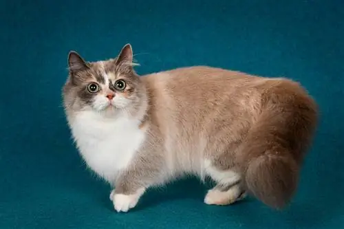 kaibig-ibig munchkin cat