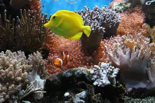 poisson anémone jaune des récifs coralliens