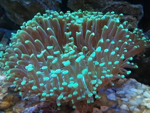 Hammer-Coral_Halawi_shutterstock