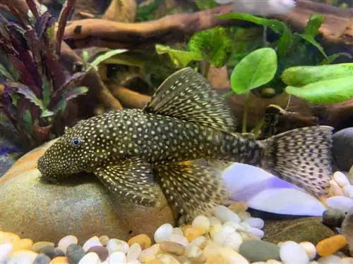 bristlenose pleco dengan tanaman di akuarium