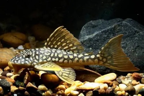 خورشید pleco