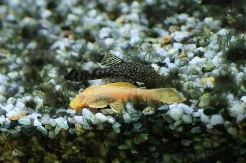 Plecostomus de nariz erizada albina