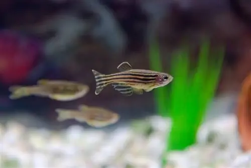 Zebra Danio