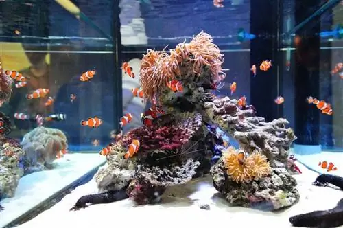 So h alten Sie ein Aquarium kühl: 7 Möglichkeiten, die Sie noch heute ausprobieren können