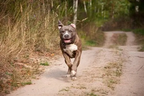 pitbull che corre