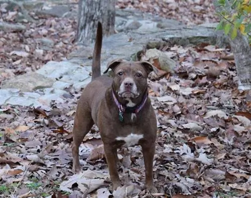 pitbull in natura