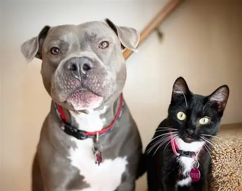 Verstehen sich Pitbulls mit Katzen? Was du wissen musst