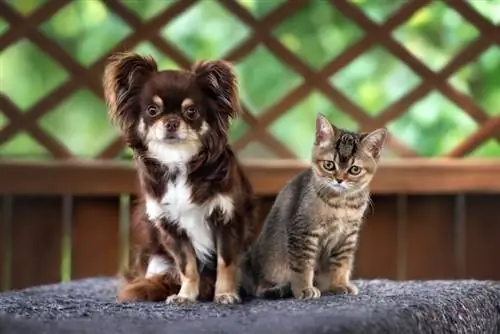 Verstehen sich Chihuahuas mit Katzen? Was du wissen musst