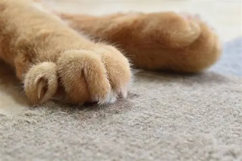 tangawizi paka paws na makucha scratching carpet