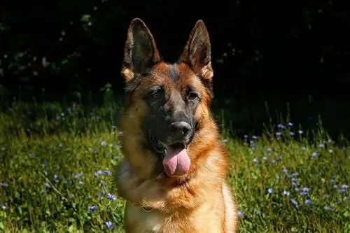 German shepherd zaum sab nraum zoov panting