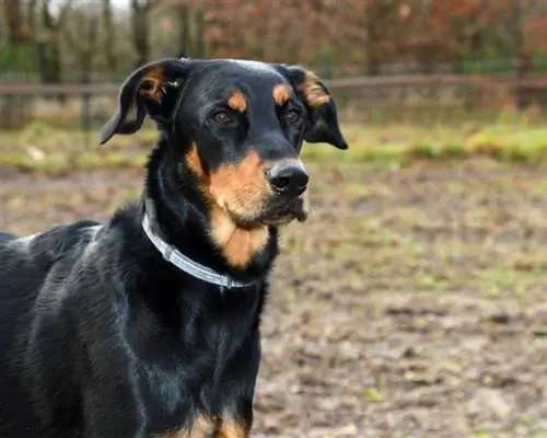 Beauceron