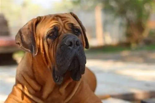 Boerboelis