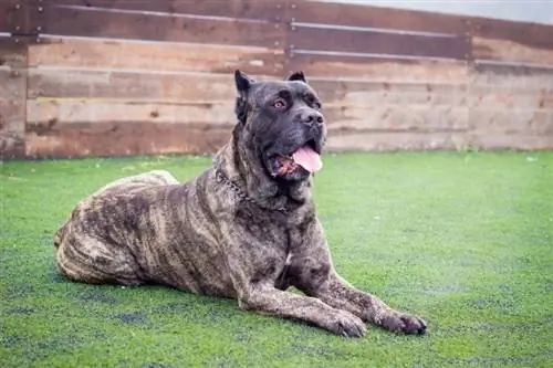 Cane Corso tendido en el parque