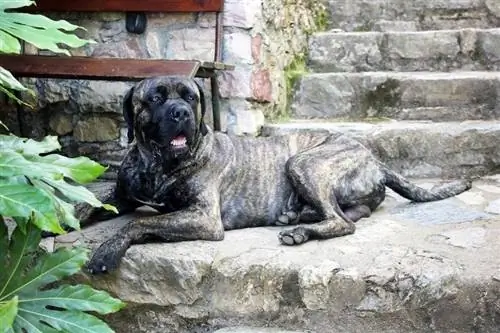 cane corso tirado en las escaleras