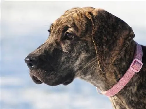 brindle dansk hvalp