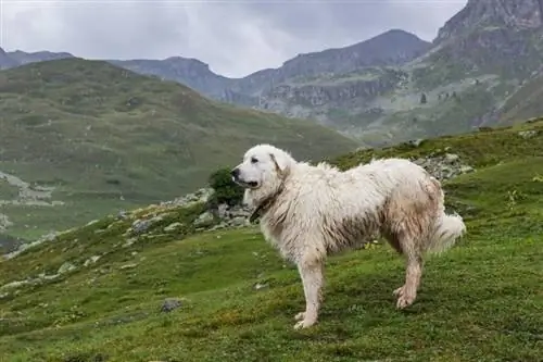 Grandes Pyrénées dans la montagne