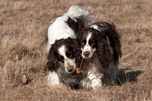 Tiếng Anh Springer Spaniels đi bộ cùng nhau