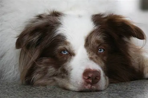 Epilepsi hos border collies: tecken, orsaker & Vård (Veterinär svar)