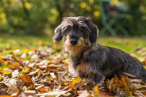 Dachshund Berambut Kawat Babi Hutan