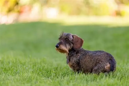 hlau-haired Dachshund menyuam dev