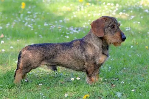 Dachshund մետաղալար մազերով վայրի խոզ