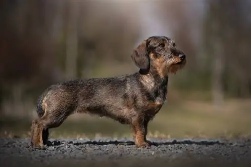 Wild Boar Dachshund: ስዕሎች, እውነታዎች, & ታሪክ