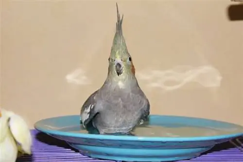 harmaa cockatiel papukaija kylpemässä