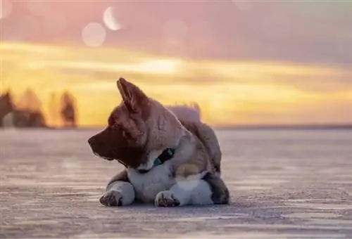 Akita Inu Seçilmiş Şəkil